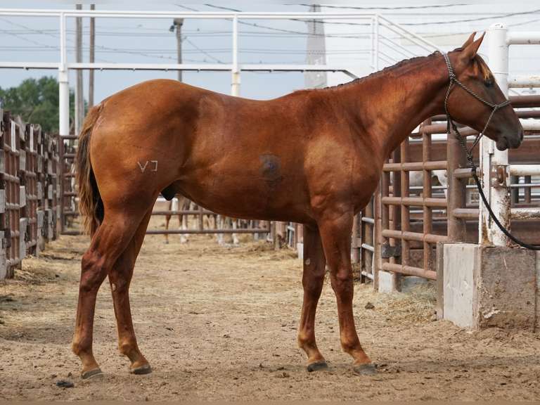SUGA SMART JEWEL- 2024 AQHA Gelding