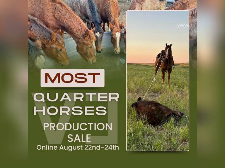 Most QH Production Sale Details