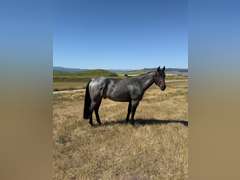 DTB FLINGS CASH N IN- All Around/ Ranch/ 4H/ Rope Horse