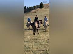 DTB FLINGS CASH N IN- All Around/ Ranch/ 4H/ Rope Horse