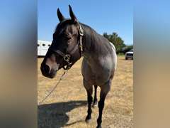 DTB FLINGS CASH N IN- All Around/ Ranch/ 4H/ Rope Horse
