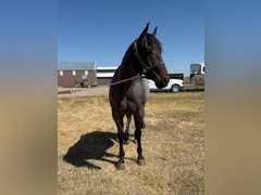 DTB FLINGS CASH N IN- All Around/ Ranch/ 4H/ Rope Horse