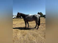 DTB FLINGS CASH N IN- All Around/ Ranch/ 4H/ Rope Horse