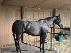 DTB FLINGS CASH N IN- All Around/ Ranch/ 4H/ Rope Horse