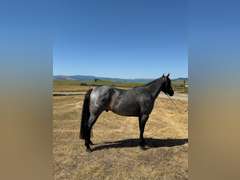 DTB FLINGS CASH N IN- All Around/ Ranch/ 4H/ Rope Horse