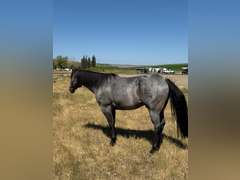 DTB FLINGS CASH N IN- All Around/ Ranch/ 4H/ Rope Horse