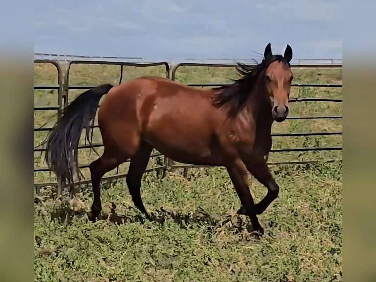 JS FRENCHMANS KITTY - 2023 Mare