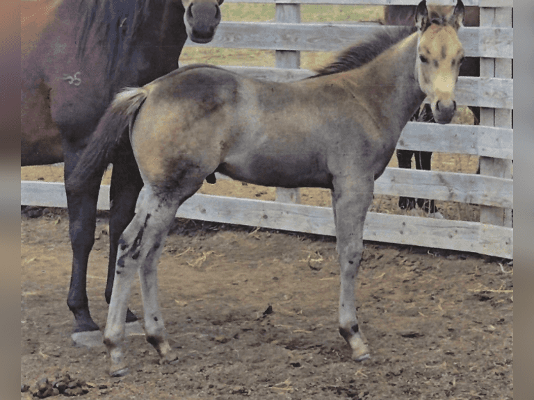 JS DOCS WHISKEY - 2025 Stud