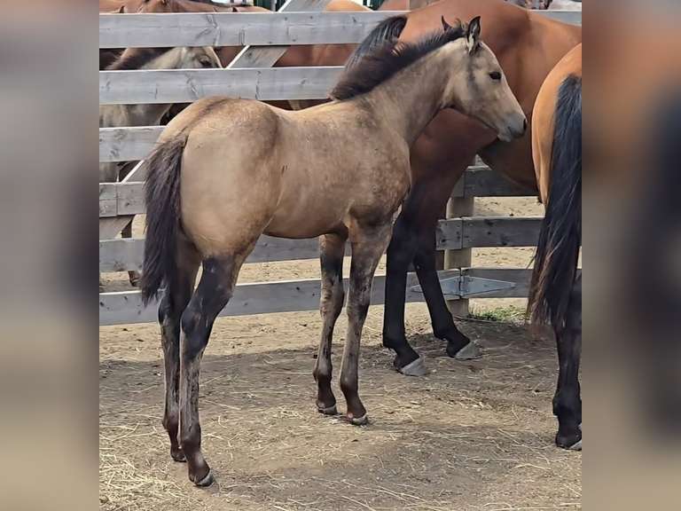 JS POCOS COWGIRL - 2025 Mare