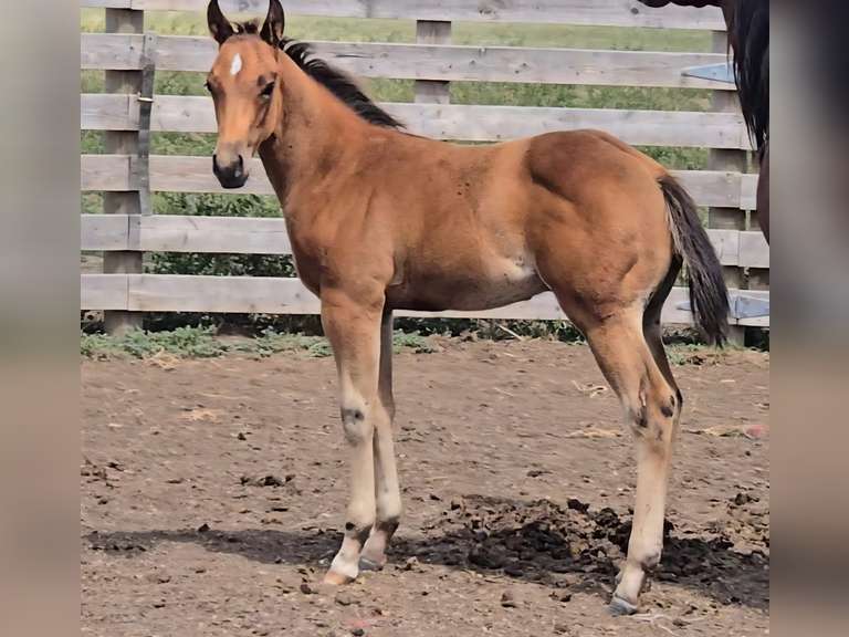 JS LUCKY BLACKBURN - 2025 Stud