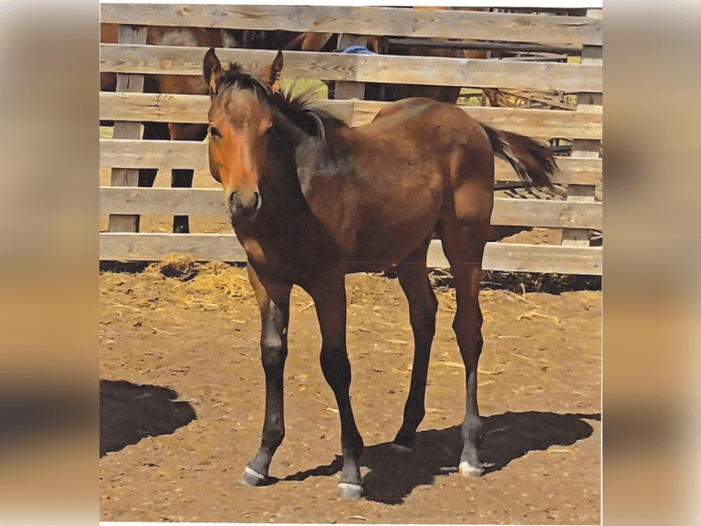 JS TUF GUY- 2025 Stud