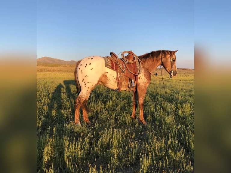 PATRON- 2018 Appaloosa Gelding- FINISHED Head Horse/ Ranch Horse