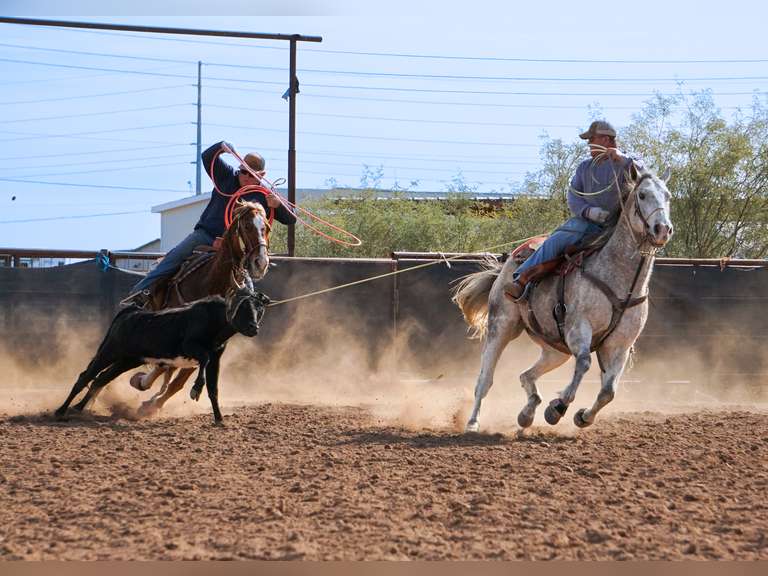 WATCH REDBARON ACE- Finished Head Horse- '15 AQHA Gelding