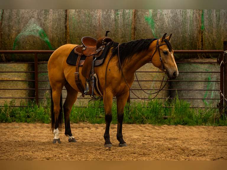 HOLD MY CLASS- 2021 AQHA Gelding- Ranch/ Rope Horse