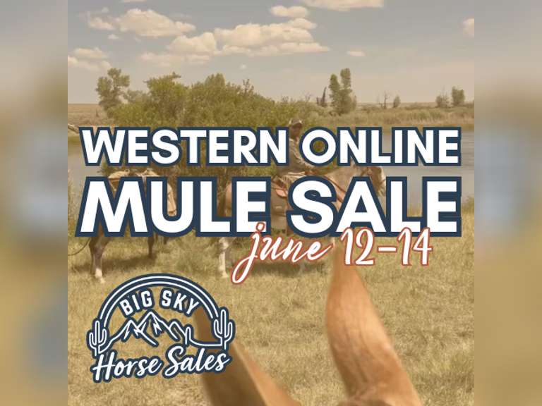 Western ONLINE Mule Sale