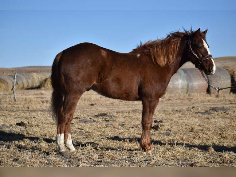 KROGS SHINEY CAT- 2023 AQHA Gelding- Gentle Cow Horse/ VRH Prospect