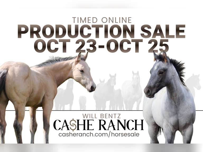 Cashe Ranch Online Fall Production Sale