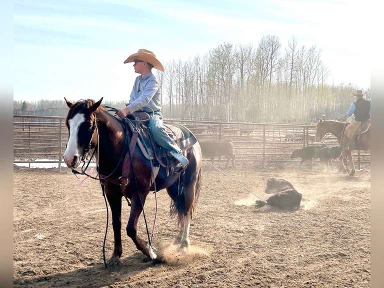 LONE RANGER | 7 yr Old Pony- Step Up Heel/ Ranch Horse