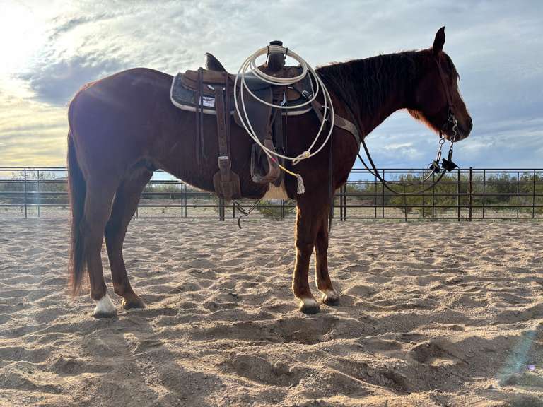 MICABADGER | 2018 AQHA Gelding | Rope/ Ranch Horse