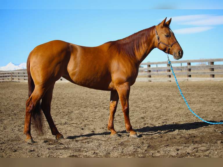 MOONSHINE RED JUICE | 2018 AQHA Mare | Ranch/Rope/Cow Horse