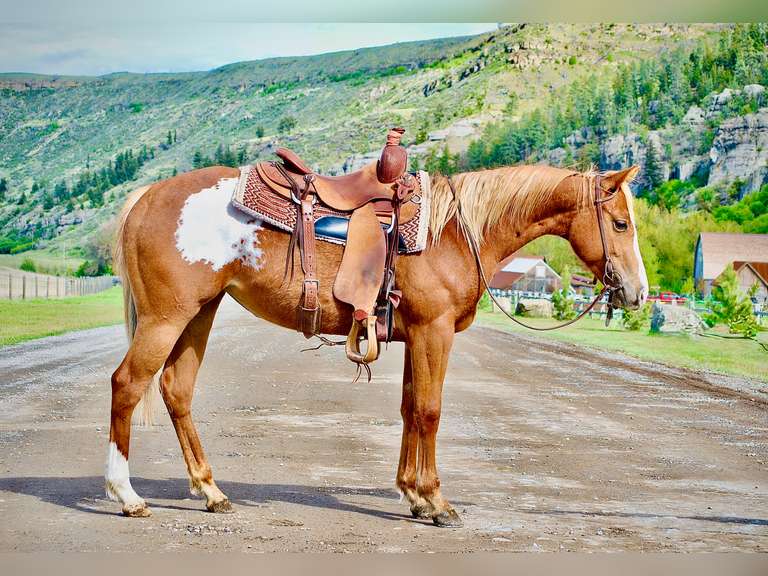 MRI COOKIE CRUMBLES | 2024 AQHA Filly | Ranch Horse Prospect