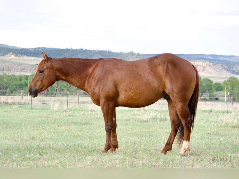 FRANK | 2023 Grade Gelding | Nice All-Around Prospect