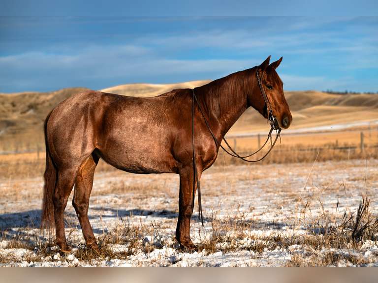 DANCES WITH BOONSMALS | 2022 AQHA Mare | Ranch/Arena Horse