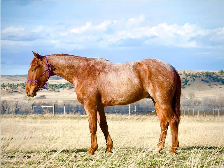 GO CAT | 2022 AQHA Gelding | Ranch/Cow Horse