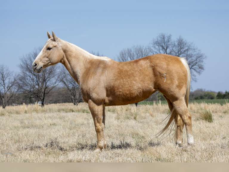 KISSIN MY DATE | 2010 AQHA Mare | Rodeo/Youth Horse