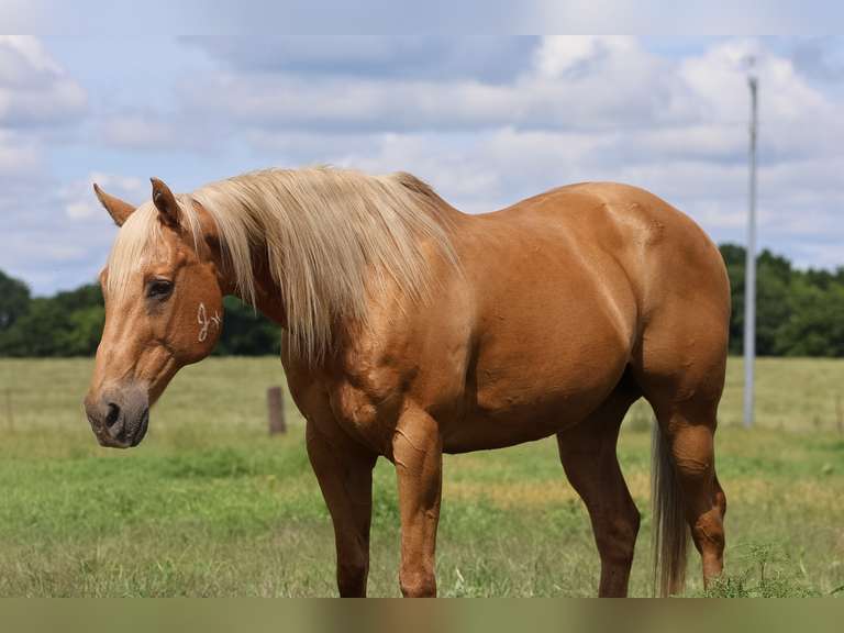 GUCCI | 2015 Grade Gelding | Seasoned Rodeo Horse