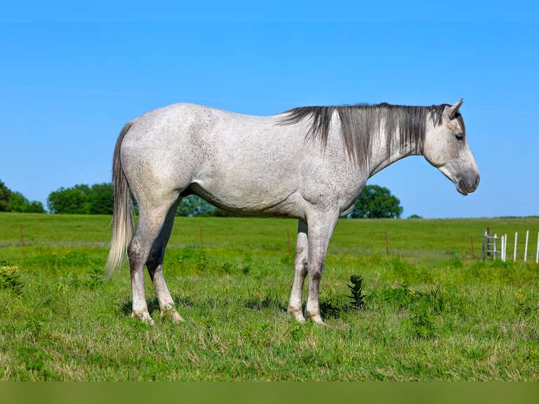 LESTER | 2021 Grade Gelding | Ranch Horse Prospect