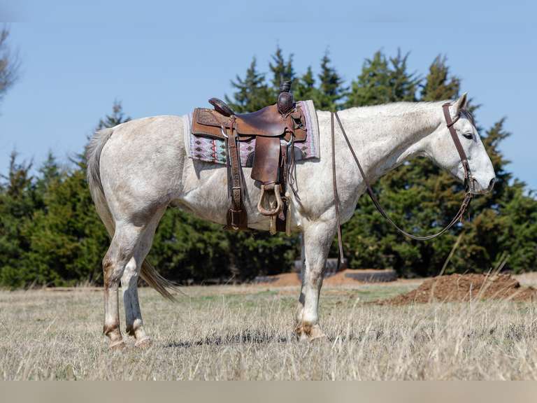 THE TRUCKLE MAN | 2020 AQHA Gelding | Ranch Horse / Rope Prospect / Barrel Prospect / All-Around Hor