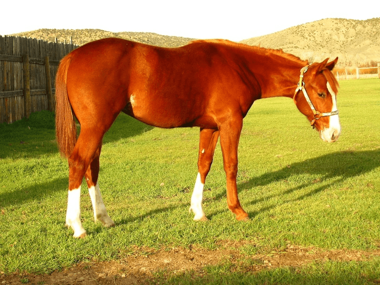 METAL N CHEX | 2025 AQHA Filly | Cutting/Reined Cow Horse Prospect