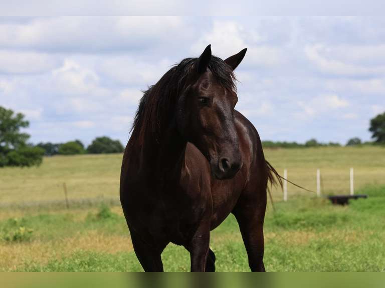 RANGO | 2021 Grade Gelding | Ranch Horse/Arena Prospect