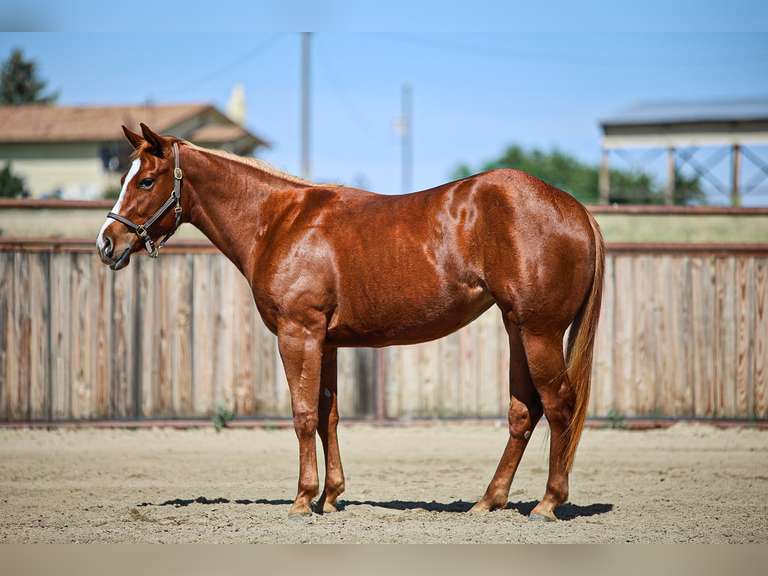 WRITTEN IN CASH | 2024 AQHA Mare | Cow/Rope Horse Prospect