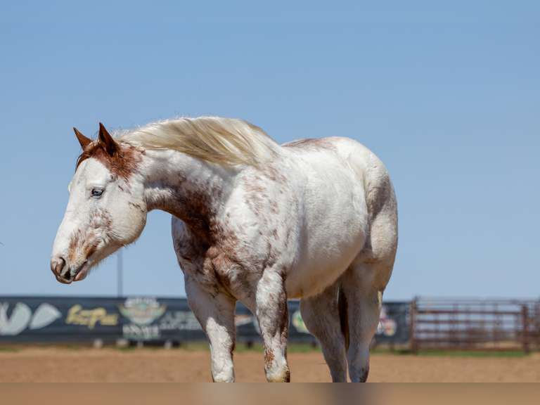 VERSACE | 2018 Draft Cross Gelding | Trail / Family / All-Around Horse