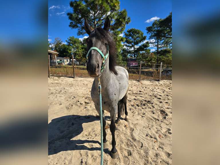 COCHISE DO HIGH COUNTRY | 2022 Marchador Stud | Rare Breed Breeding Stock