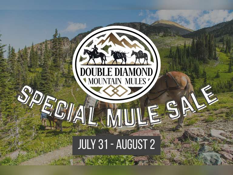 Double Diamond Mountain Mules Special Mule Sale
