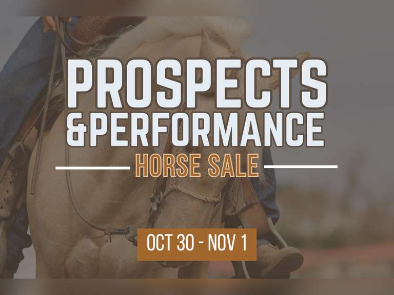 Fall Prospect & Performance Horse Sale
