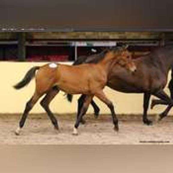 CAVAN Young Stock Sport Horse incl. Winter Foal Collection
