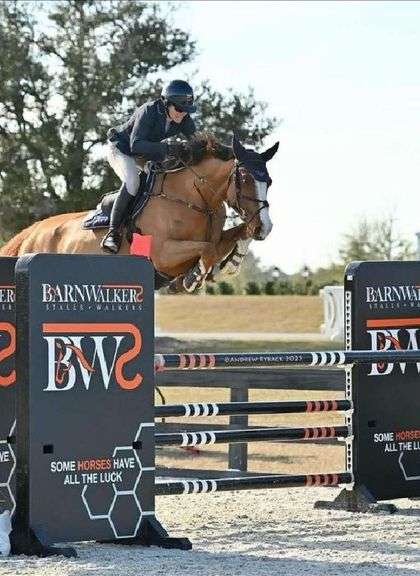 CAVAN November Performance Horse & Pony Sale