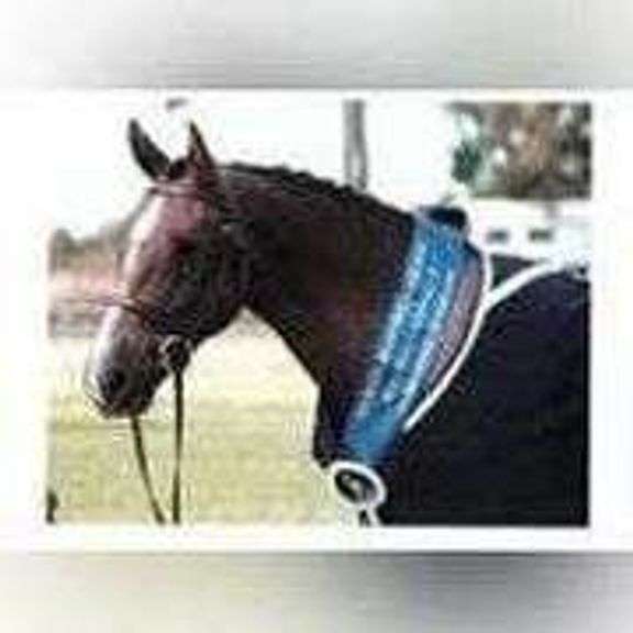 CAVAN Registered Irish Draught Sale