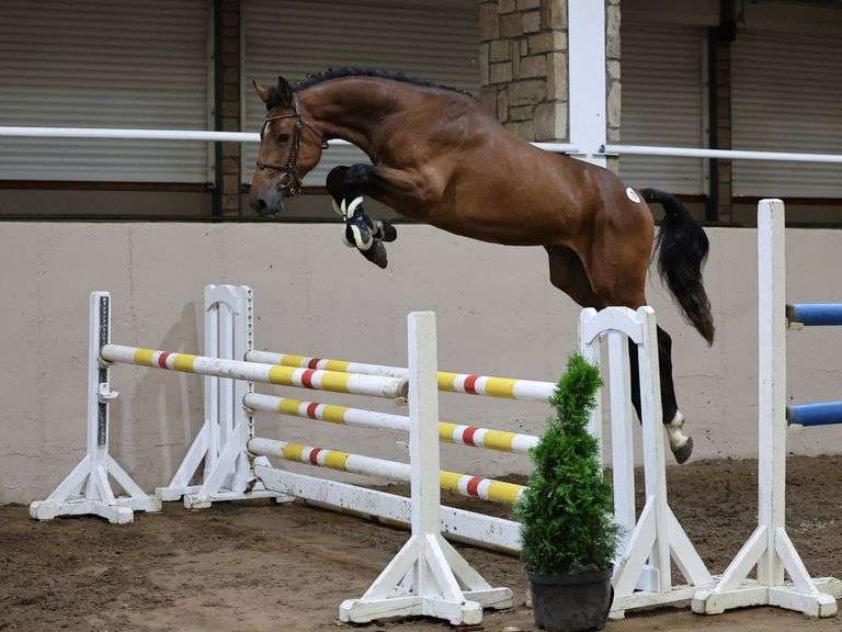 CAVAN PREMIER 3YO AUCTION