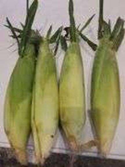 Sweet Corn--1 dozen