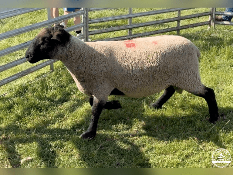 Suffolk 7594