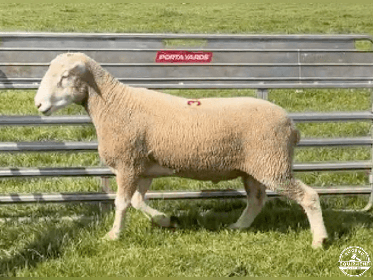 Dorset 0697