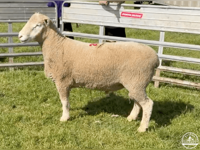 Dorset 0673