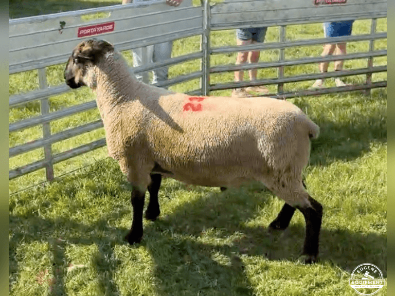 Suffolk 7496