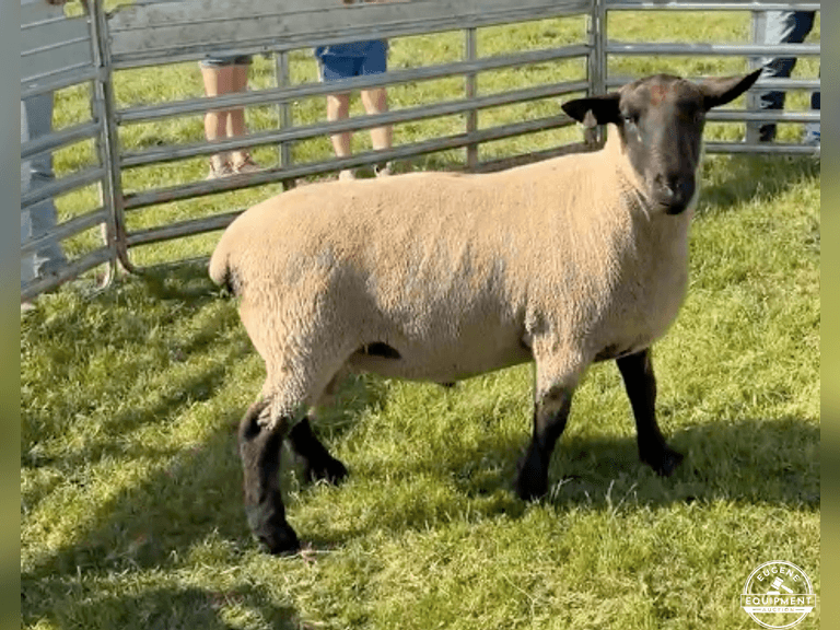Suffolk 7488