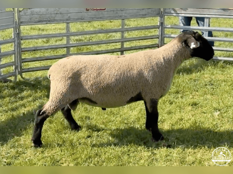 Suffolk 6797